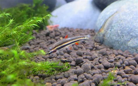 pencil fish|Dwarf Pencilfish Care: Complete Guide for Beginners.